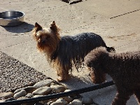 Étalon Yorkshire Terrier - Edine De la source des mayans