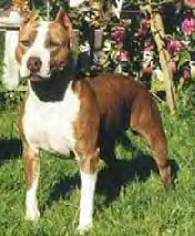 CH. pacific's Sweetest taboo