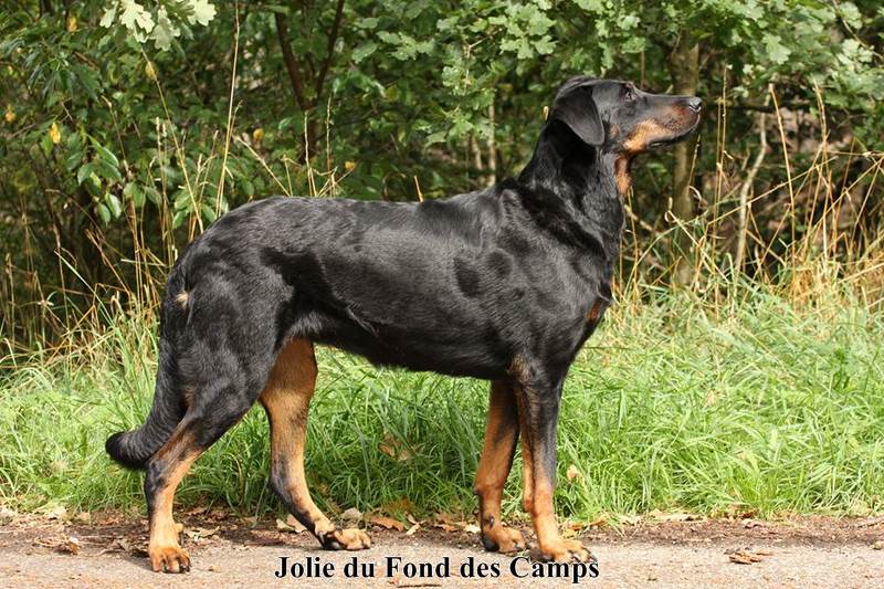 Jolie du Fond des Camps