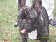 Publication : des cites phoceennes Auteur : HAREL C