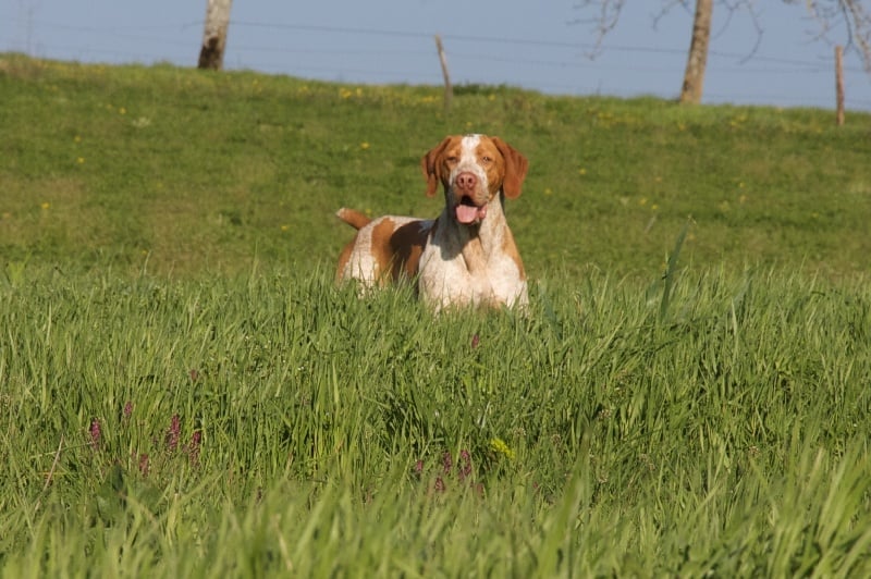 Publication : De Aqui Sen Pla Auteur : S.Iordanoff