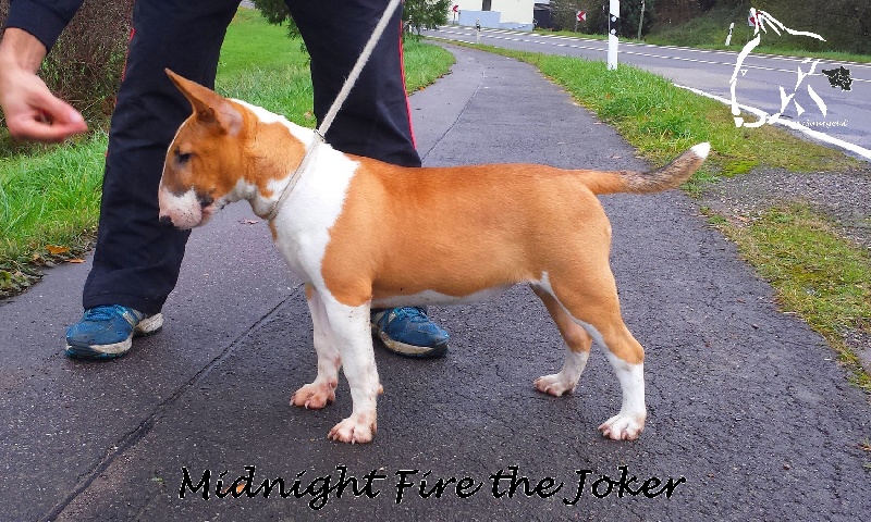 Publication : Vom Saargeist Auteur : Moi même