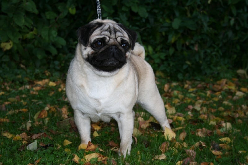 Publication : del Camino Del Oro Blanco Auteur : Mr Béhague