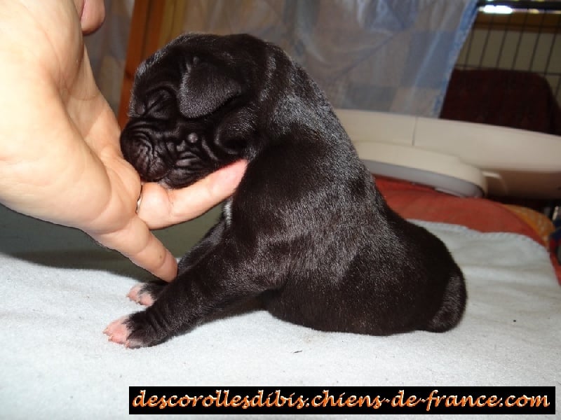 Irkof Des Corolles d'Ibis