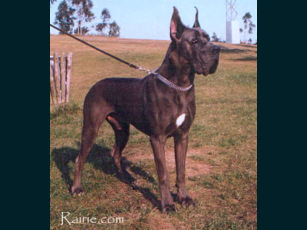 CH. Mandy Des Terres De La Rairie