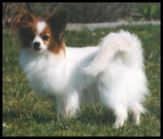 Flying silk Sweet sonia