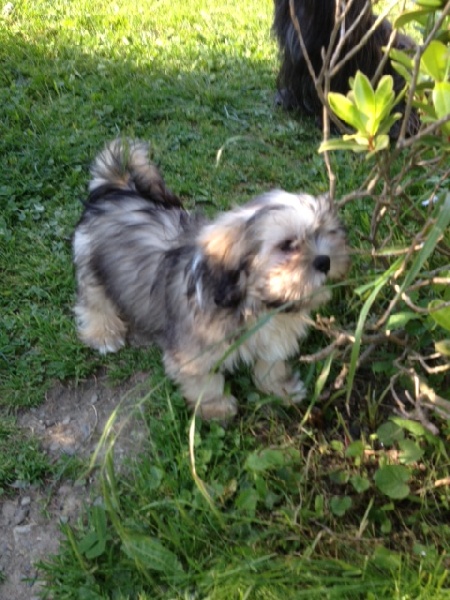 Publication : De La Chaumiere Tibetaine Auteur : annie labrigat