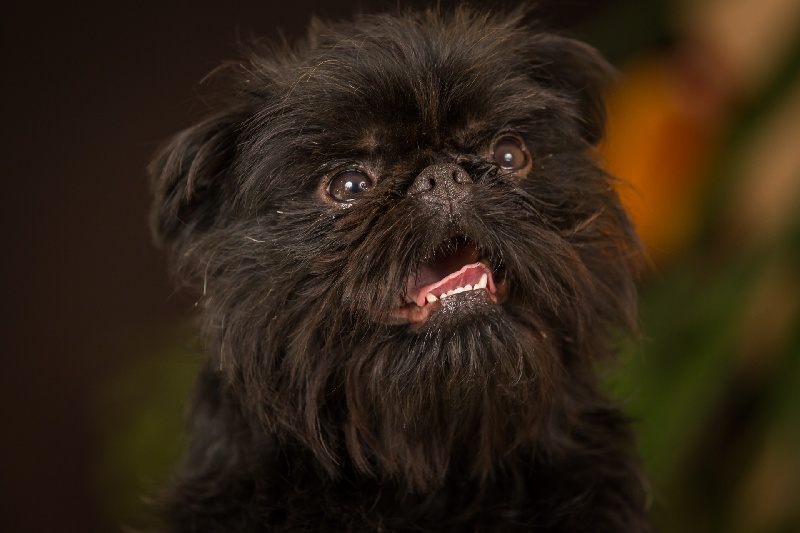 Publication : Of paola's dream