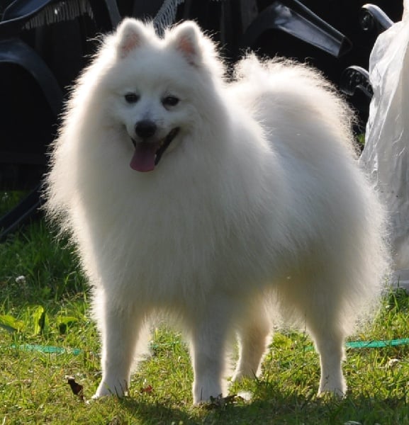 Publication : Des Dieux Du Mont Fuji 