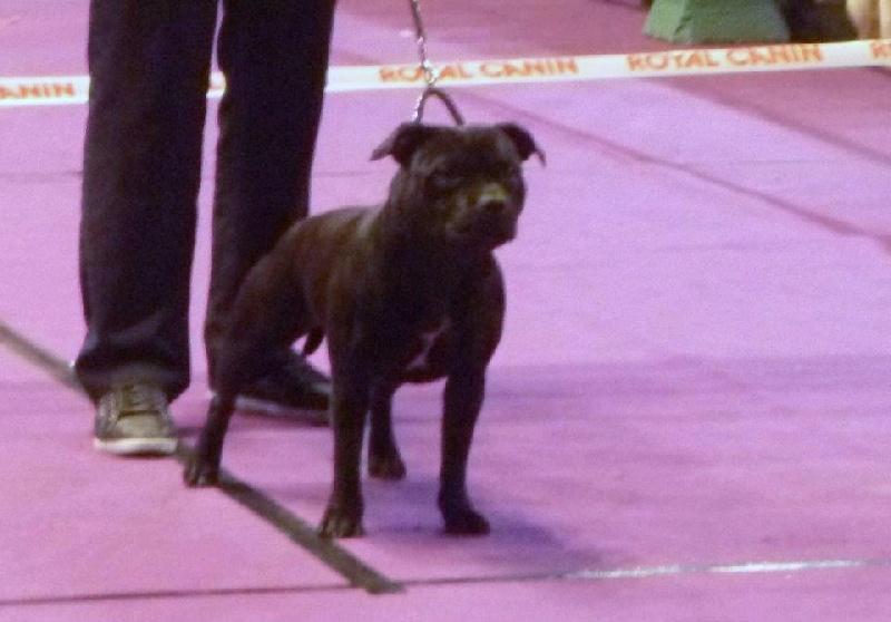 Publication : Des Terriers De Kembswood