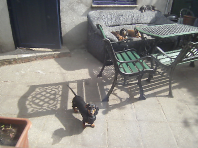 Publication : des petits scampis 