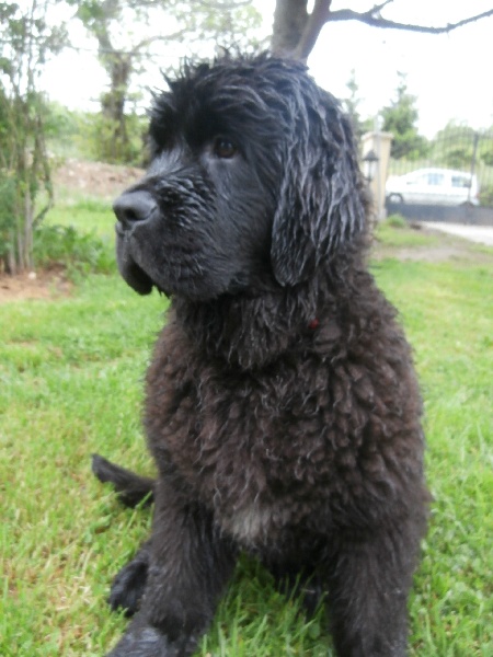 Isis du royaume d'Aphrodite