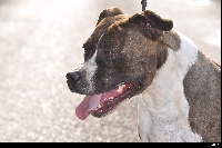 Étalon American Staffordshire Terrier - CH. american vid Angelina jolie
