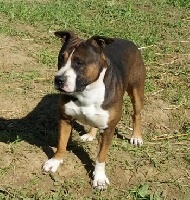 Étalon American Staffordshire Terrier - Fly to become a star of Shining Spirit