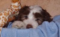 Étalon Bearded Collie - miner's lake Xtreme xénia