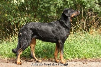 Étalon Berger de Beauce - Jolie du Fond des Camps