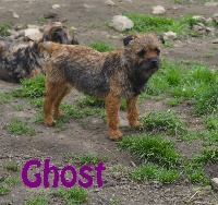 Étalon Border Terrier - Ghost from the dark du domaine d'el Diablo