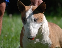 Étalon Bull Terrier - special delivery Nina at audi