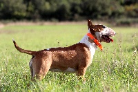 Étalon Bull Terrier - Hayelle De La Féerie D' Bull