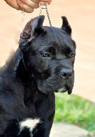 Étalon Cane Corso - Kobra La Mirage De Torrellas