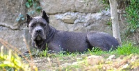 Étalon Cane Corso - Polonia strajano