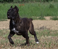 Étalon Cane Corso - Don iannis (Sans Affixe)