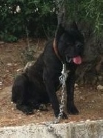 Étalon Cane Corso - Frodo della nevaia