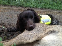 Étalon Chien d'Oysel allemand - Indiana Vom Haras Des Vaud