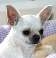 Étalon Chihuahua - CH. Leya des Monts Secrets de l'Oural