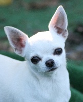 Étalon Chihuahua - dazzles Sunny dream of love