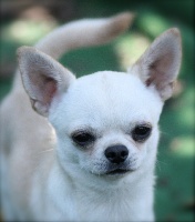 Étalon Chihuahua - Secret Boxes Midnight dream