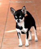 Étalon Chihuahua - Misty Meadow's Haribo