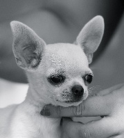 Étalon Chihuahua - Secret Boxes Forever in louboutin