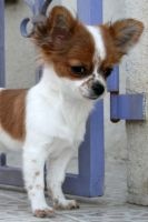 Étalon Chihuahua - Fluffy des Neiges D'Afrique