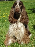 Étalon Cocker Spaniel Anglais - Galoway (Sans Affixe)