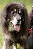 Étalon Dogue du Tibet - Migou Des Quartiers Du Sancerrois