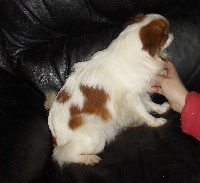 Étalon Epagneul Japonais - Eau vive De la bacska