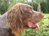 Étalon Epagneul picard - CH. Végas de La Vallée Broutin