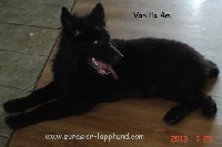 Étalon Eurasier - Eurasia Vanille n chocolat noir