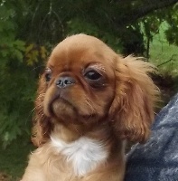 Étalon King Charles Spaniel - Iago des trois maillets