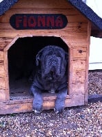 Étalon Mâtin Napolitain - Jackie il Fior Fiore