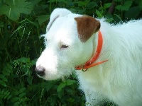Étalon Parson Russell Terrier - Gign (Sans Affixe)