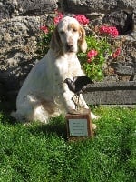 Étalon Setter Anglais - TR. CH. Dinah De La Croix Sainte Victoire