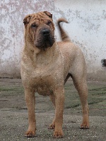 Étalon Shar Pei - Jingpei de la Dynastie Han