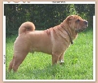 Étalon Shar Pei - Gandhi de la Dynastie Han