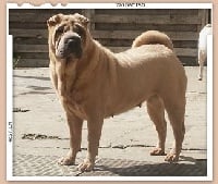 Étalon Shar Pei - Baïka de la Dynastie Han