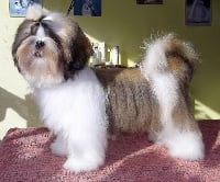 Étalon Shih Tzu - Iu sheng Impérial du Lion d'Ambre