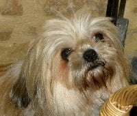 Étalon Shih Tzu - Bijoux ii Khy-Maho du soleil levant