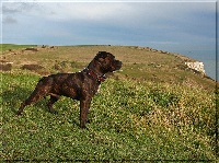 Étalon Staffordshire Bull Terrier - Till Death Do Us Part Hail to the king
