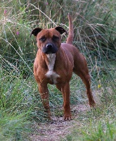 Étalon Staffordshire Bull Terrier - Girly des terres de la Munia